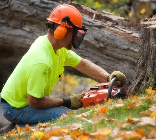 tree services Paterson